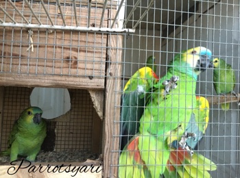 Amazona Aestiva Xanthopteryx PARROTSYARI 