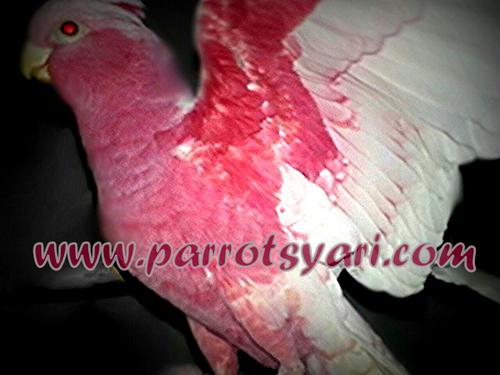 Femmina cacatua rosato mutazione lutino ALLEVAMENTO PARROTSYARI