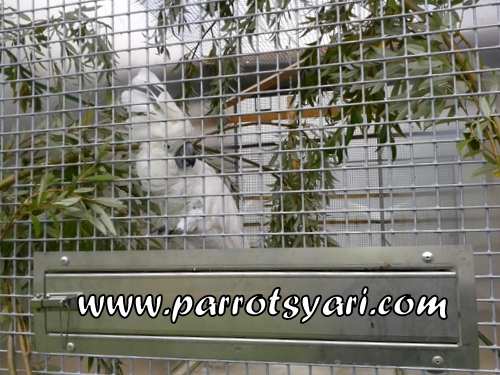 Cacatua alba che gioca con il salice ALLEVAMENTO PARROTS YARI