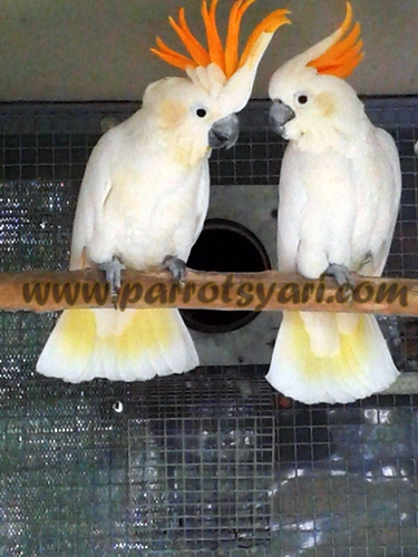 Coppia Cacatua Citrinocristata ALLEVAMENTO PARROTSYARI