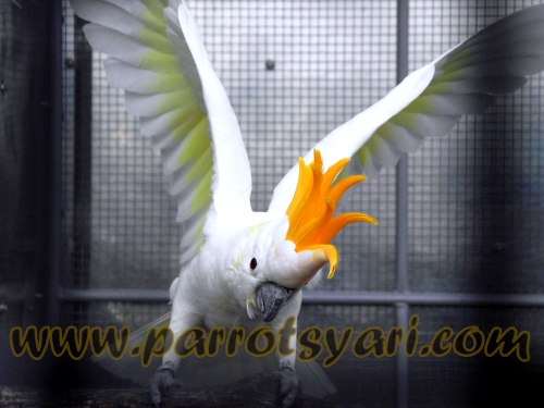 Cacatua citrinocristata in tutta la sua bellezza ALLEVAMENTO PARROTSYARI