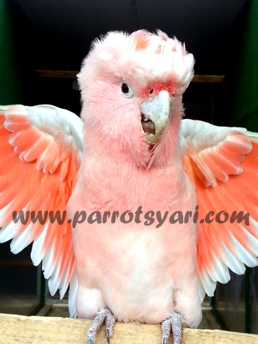 Femmina cacatua bandiera spagnola (Lophochroa Leadbeateri) ALLEVAMENTO PARROTSYARI