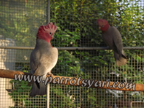 Giovani cacatua roseicapilla ALLEVAMENTO PARROTSYARI