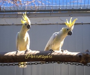 Cacatua Sulphurea Parvula