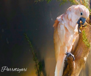 Cacatua Moluccensis 