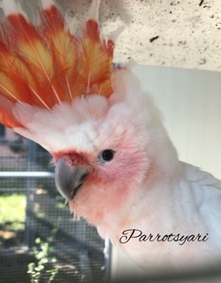 Cacatua Leadbeateri 