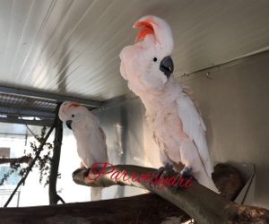 Cacatua Moluccensis 