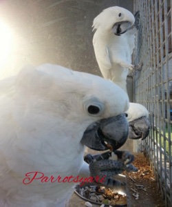 Cacatua Alba 