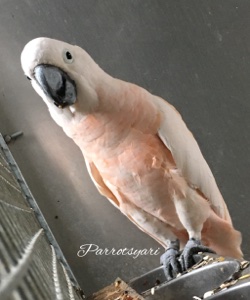 Maschio cacatua delle Molucche (Cacatua Moluccensis)