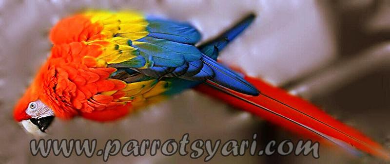Maschio Ara Macao ALLEVAMENTO PARROTSYARI